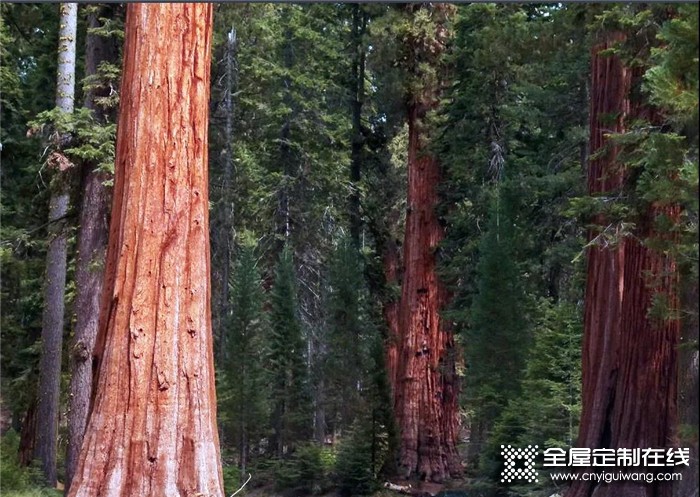 森諾給你一個(gè)來自森林的承諾，將自然的美景帶入生活的空間